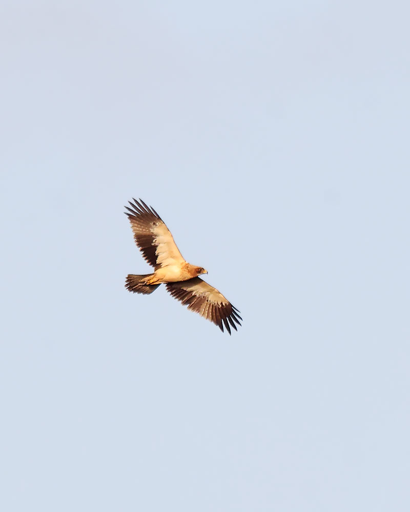 booted eagle
